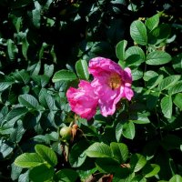 Шиповник :: ирина 