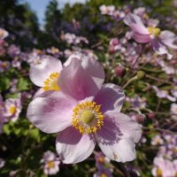 "Анемоны, дети ветра. И задумчивой зари, – Капли утреннего света. На поверхности земли..." :: Галина 