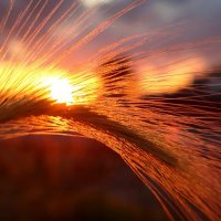 Августовский закат :: светлана льдокова