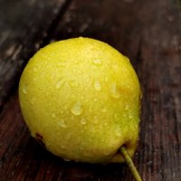 Дикая груша :: светлана льдокова