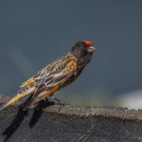 Красная шапочка :: Александр К.