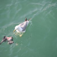 Последний полет голубя :: Аркадий Басович Последний полет голубя :: Аркадий Басович