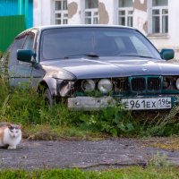 Кот охранник :: Владимир VS