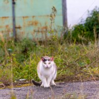 Удивление :: Владимир VS