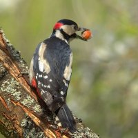 ... :: Вячеслав Минаев