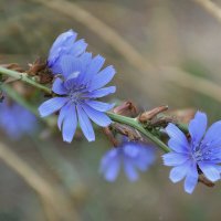 *** :: Надежда Куркина 