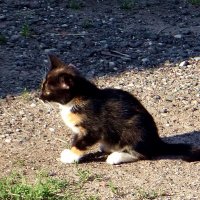 Котенок :: Антонина Гугаева