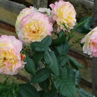 Розы самого нежного цвета :: Александр Чеботарь Розы самого нежного цвета :: Александр Чеботарь