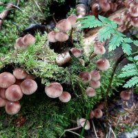 *** :: Наталья Герасимова