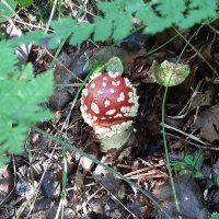 Маленький, удаленький :: Наталья Герасимова