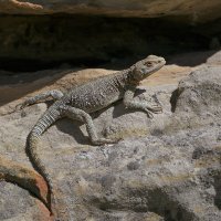 другая агама, самка :: Maxim Lanin