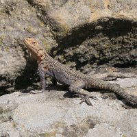 самец Кавказской агамы :: Maxim Lanin