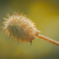 *** :: Виктор Иванович Чернюк