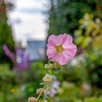 Августовская :: Валерий Иванович
