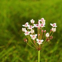 Август...Речной цветок! :: Владимир 