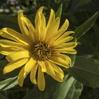 Солнечный цветок  ,Топинамбур :: Валентин Семчишин