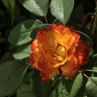 Оранжевый цветок Флорибунда :: Валентин Семчишин Оранжевый цветок Флорибунда :: Валентин Семчишин