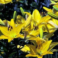 Детали природы :: Роман Савоцкий