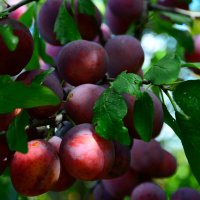 Слива. :: Михаил Колосов 