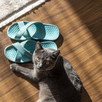 Хранитель тапков :: Солтан Жексенбеков