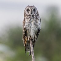 сова болотная :: юрий макаров