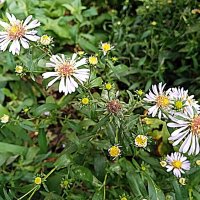 Цветы. :: Владимир Драгунский