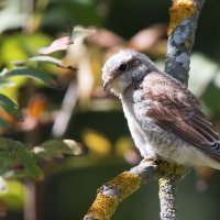 Жулан сорокопут. :: Владимир Безбородов Жулан сорокопут. :: Владимир Безбородов