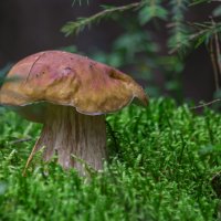 Просто гриб :: Евгений Тарасов 