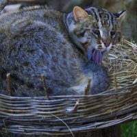 Сибирский Кот :: Владимир Максимов