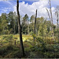 Лесное болото. :: Валерия Комова