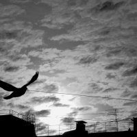 Птица летящая в небе :: Мария Яковлева