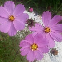 Космеи :: Елена Семигина