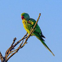 Александровский попугай (2) :: Георгий А Александровский попугай (2) :: Георгий А