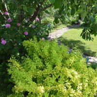 тенистое :: tatiana 