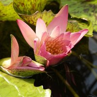 Нимфея ... :: Галина 