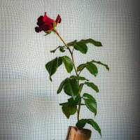 Натюрморт 3 :: Владимир 