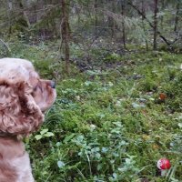 За грибами :: На-та-ша 