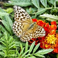 На исходе лета :: Валентина *