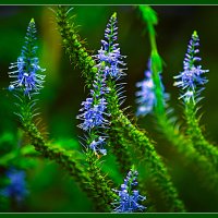 Летняя зарисовка :: Владимир Кроливец