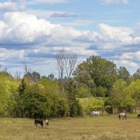 Природа :: Светлана Ищенко