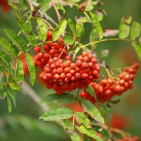 рябиновый год ... :: Andrey Bragin рябиновый год ... :: Andrey Bragin