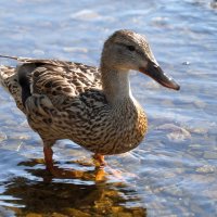 Утка кряква :: Сергей Беляев