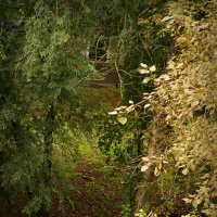 В двух шагах от осени :: Людмила Фил