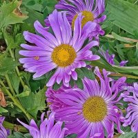 Скромницы! :: Валентина  Нефёдова 