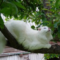 Игривое настроение :: Сергей Ц