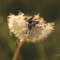 *** :: Елена Kазак (selena1965)