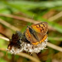 из снятого сегодня 4 :: Александр Прокудин из снятого сегодня 4 :: Александр Прокудин