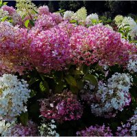 Гортензия :: Валентин Котляров