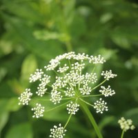 Воспоминания о лете. Июнь :: Наталья Герасимова