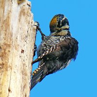 трехпалый дятел или желтоголовый дятел :: gawrilа - dan